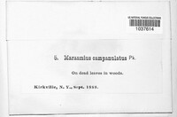 Marasmius campanulatus image